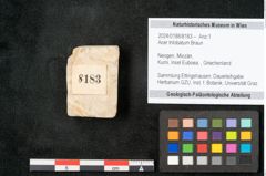 Foto (Objekt + Etikett) von Acer trilobatum Braun (NHMW-GEO-2024-0188-8183)